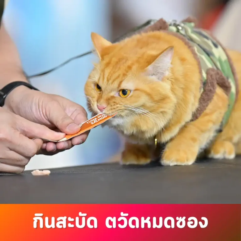 กิจกรรม “กินสะบัด ตวัดหมดซอง” สนาม Cat Landmark